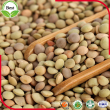 Green Lentils, 3.5-4.5mm Size, Canned Food Grade Materials